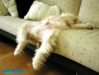 /album/galeria-de-fotos-mundo-animal/animais-26-jpg/